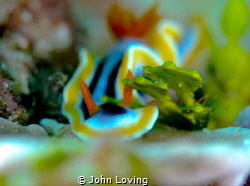 wakatobi nikon d7100 by John Loving 